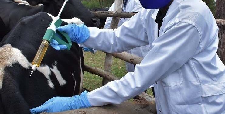Veterinarian injecting a cow